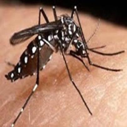 Saiba tudo sobre dengue Clássica e Hemorrágica