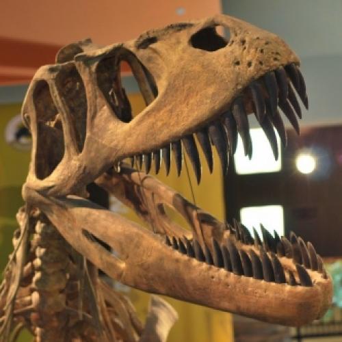 Gigante Jurássico: Torvosaurus