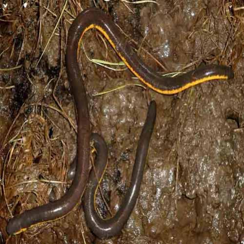 Uma equipe de paleontólogos desenterraram um fóssil verme do Triássico