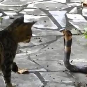 Gato enfrenta a Cobra