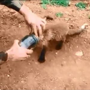 Raposa com cabeça presa na garrafa é salva