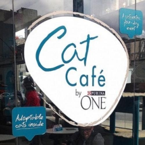 Cafeteria tem gatos adotáveis como principal atração