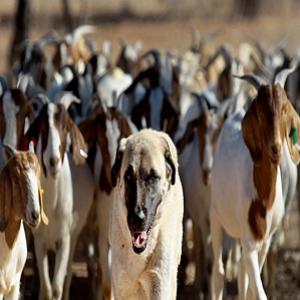 Cão pastor é reinventado para proteger animais e famílias na África