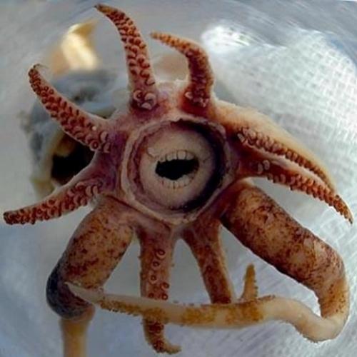  Criatura horripilante é encontrada na profundidade marinha! 