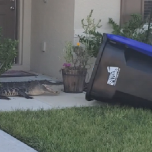 Homem prende jacaré em lata de lixo na Flórida