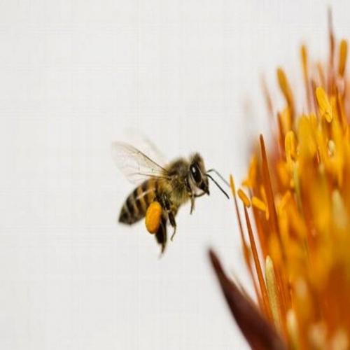 7 motivos pelos quais você deveria se importar com as abelhas
