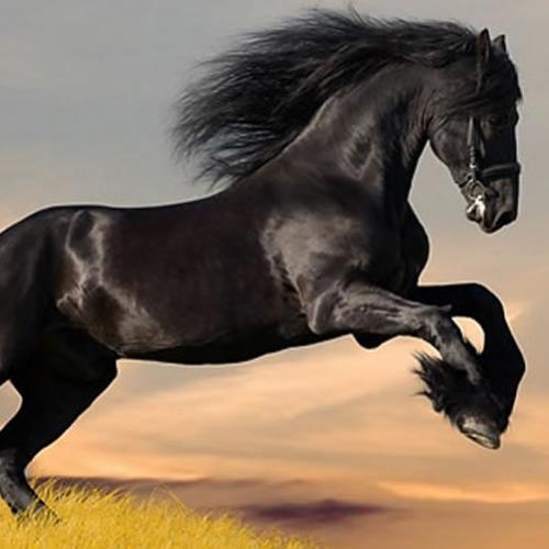 Top 5 raças de cavalos mais caras do mundo