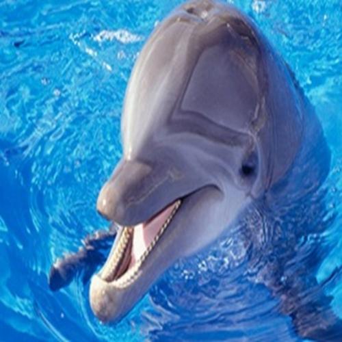 Mas se você sempre pensou em golfinhos como aqueles animais bonitinhos