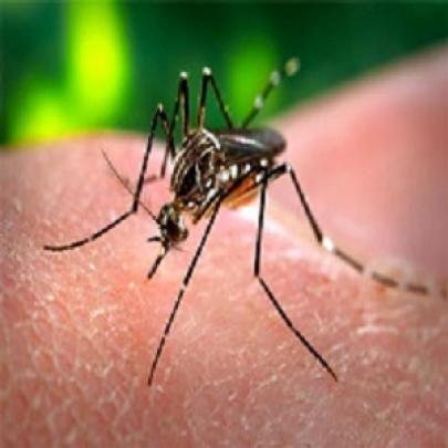 Dengue – Causas, Tratamento, Prevenção