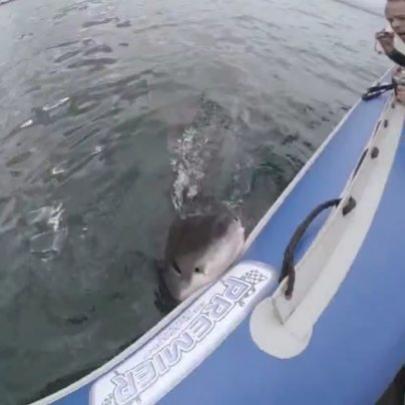 Tubarão branco ataca e fura bote inflável