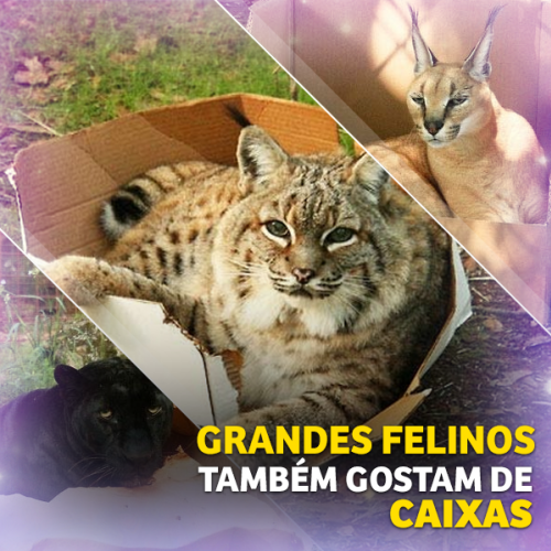 Grandes felinos também gostam de caixas