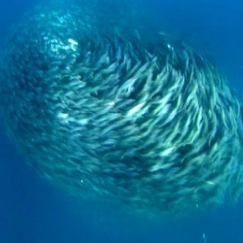 Furacão gigante de peixes assusta até mesmo tubarões