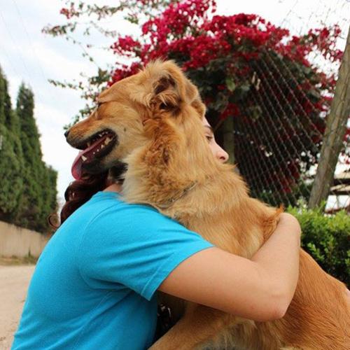 Cães terapeutas: Companhia é trabalho sério