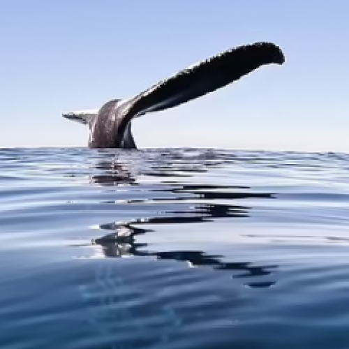 Homem captura cena rara, uma baleia navegando com a cauda