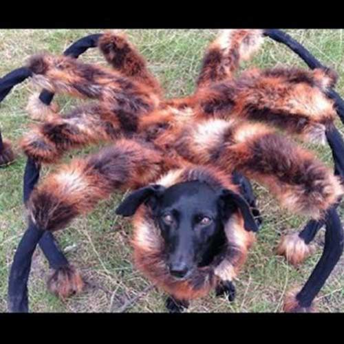 Pegadinha do cachorro vestido de aranha gigante