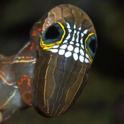 Uma lagarta excêntrica e rara da Austrália
