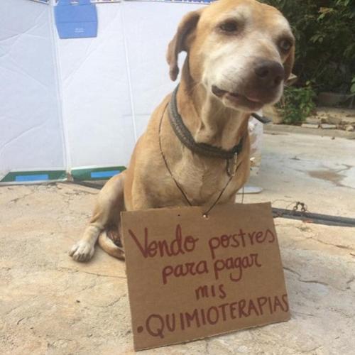 Cachorro com câncer 