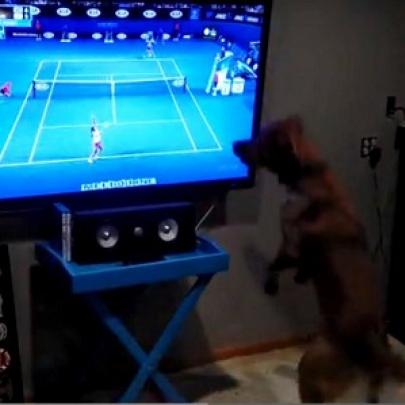George é um cão que adora ver uma partida de tênis pela TV