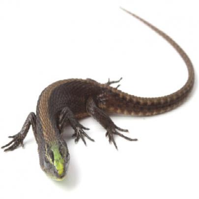 Pesquisadores do Equador descobrem lagarto de cores vibrantes