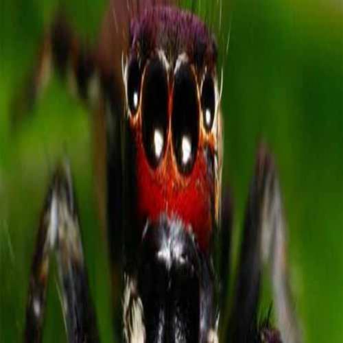 Meias com mau cheiro atraem aranhas