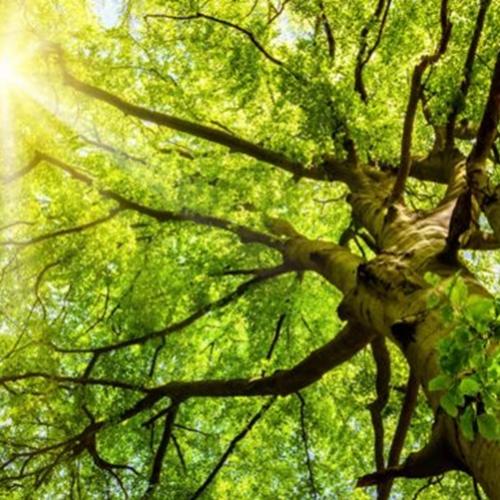 Benefícios desconhecidos de viver perto de uma árvore