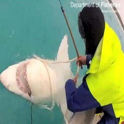 pesquisador põe rastreador em maior tubarão da Austrália