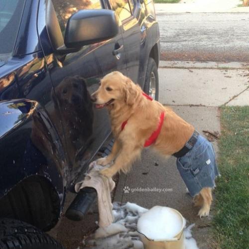 Bailey, o Golden Retriever