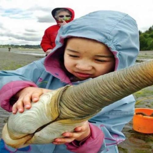 Esse bicho feioso é chamado geoduck, “o rei dos mariscos”.