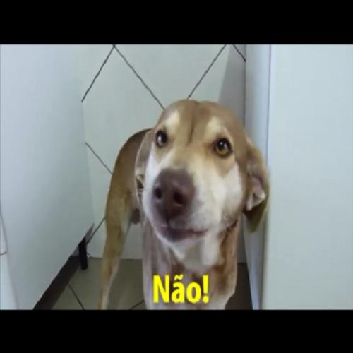 O Cachorro que Não Quer Assumir...