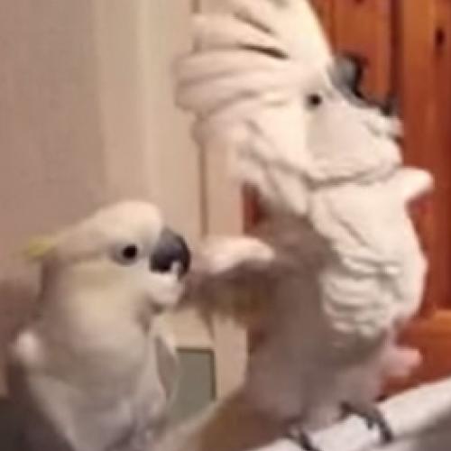 A cacatua que adora Elvis