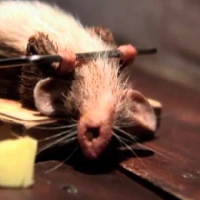 O Rato e o Queijo - Vídeo Motivacional