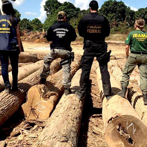 PF combate crimes ambientais em terras indígenas no Maranhão