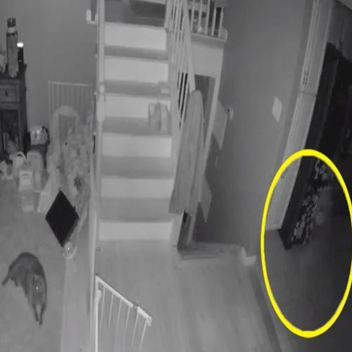 Câmera de segurança filma fantasma com um animal de estimação