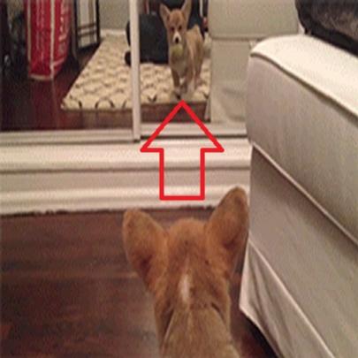 Filhote de cachorro fica bugado ao se vê no espelho pela 1ª vez