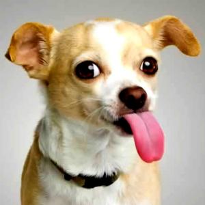 Por que o cão está sempre de língua de fora?