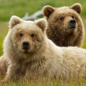 Bears. Documentário Disney sobre ursos. Fotos e Trailer legendado.