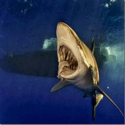 O pior ataque de tubarões da história
