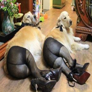 Cães vestindo meia-calça viram meme na China