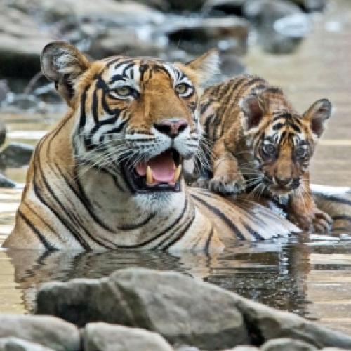 Fotógrafo consegue imagens raras de tigre-de-bengala com filhotes