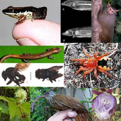 Novas espécies descobertas entre 2010 e 2013