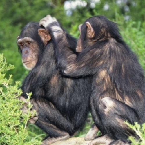 Chimpanzés: o surgimento da cultura com o uso do polegar