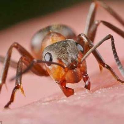 Conheça formigas que liberam ácido contra predadores