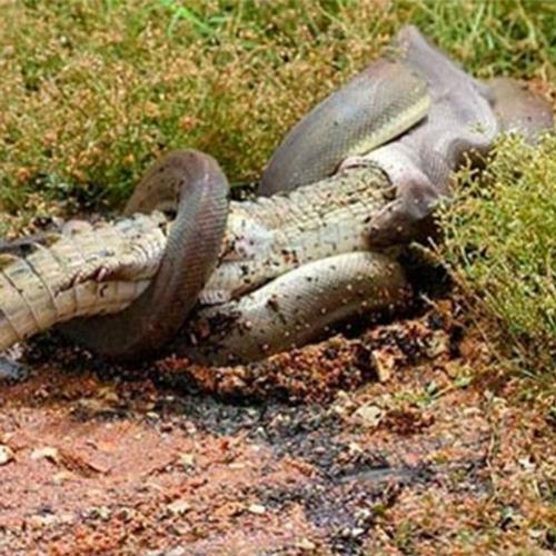 Cobra vs crocodilo: Flagrante de uma cobra de 3 metros engolindo um cr