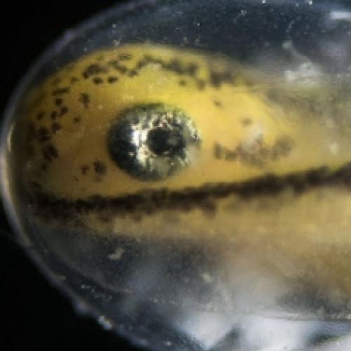 Veja uma salamandra crescer de uma célula até seu nascimento