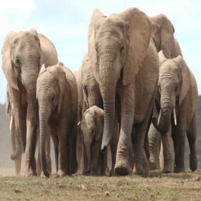 Manada de elefantes é envenenada com cianeto no Zimbábue