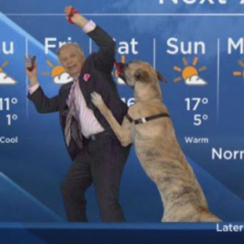 Cachorro atrapalha a previsão do tempo ao vivo
