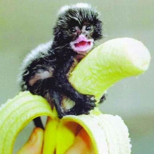 Banana é a comida favorita dos macacos ?