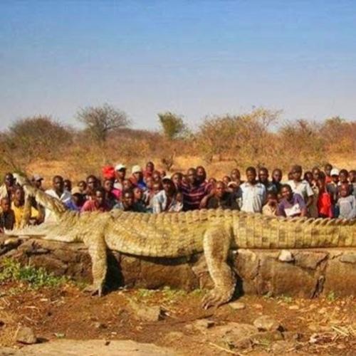 Incrível - Crocodilo gigante capturado na Africa