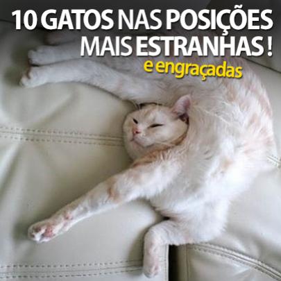 10 gatos nas posições mais estranhas (e engraçadas) que você já viu