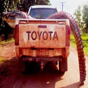 Crocodilo gigante de 4,5 metros de comprimento é capturado na Austráli